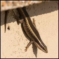 Skinke - Afrikanischer gestreifter Skink