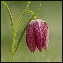 Liliengewächse 1 - Schachblume