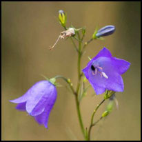 Glockenblumengewächse - Rundblättrige Glockenblume