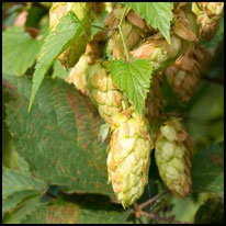 Hanfgewächse - Echter Hopfen