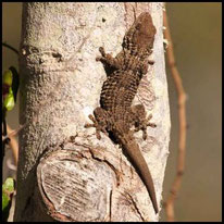 Geckos - Mauergecko