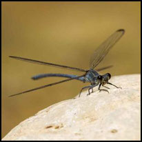 Orientjungfern - Blaue Orientjungfer