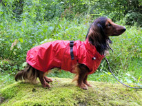 Handgefertigter Hunde-Regenmmantel ultraleicht, Ballonseide rot mit Jerseyfutter, für Dackel, maßgeschneidert von Bijou Chien