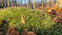 Wellenblättriges Katharinenmoos (Atrichum undulatum)
