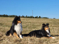 die zwei erfolgreichen Tricos Squirrel und Iago