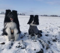 Avip und Chili