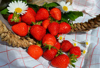 Anleitung zum Anbau von Balkon-Erdbeeren