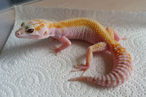 W&Y Tremper Albino subadult