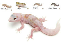 Crystal - Enigma Mack Snow Eclipse Rainwater Albino