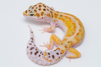 White & Yellow