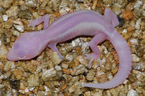 Mack Snow RAPTOR - MS Tremper Albino Eclipse Patternless Stripe