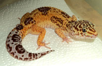 relativ dunkler Tremper Albino