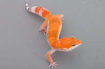 Extreme Tangerine (Linie von AC Reptiles) (TT x HOT Gecko und TT x HISS Gecko)