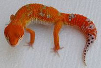 Electric Tangerine (Extrem orangene SHTCTB Linie von Kelli Hammack, HISS)