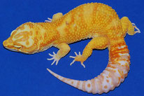 Firewater - SHT (aus Linie von HOT Gecko) Rainwater Albino