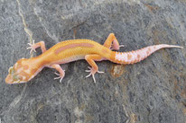 APTOR (Tangerine Tremper Albino Patternless Stripe het. Eclipse