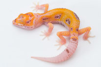 Enigma RADAR - Enigma Tangerine Bell Albino Eclipse Patternless Stripe