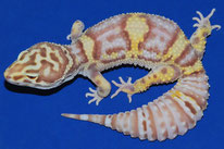 Bell Albino subadult