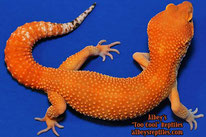 Torrid Tangerine (Linie von Albey Scholl)