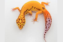 Sunfire RADAR von DC Geckos