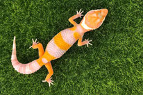 Tangelo - Tangerine Tremper Albino Linienzucht (von Ron Tremper)