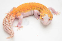 Sunfire RADAR von DC-Geckos