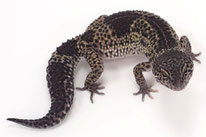 Carbon - Hyper Melanistic Linienzucht des Wildtyp (Ultimate Geckos)