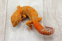 Red Diamond adult - The Geckohunter