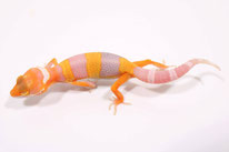 Copper Tremper Albino (DC Geckos)