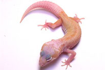 Snowflake Jungtier (HK Geckos)