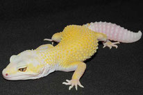 Sunrise - SHT (Linienzucht) Blizzard Tremper Albino