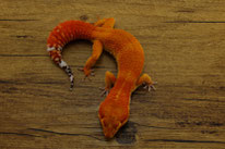 Inferno Blood (cross aus Inferno und Blood Hypo Tangerine)