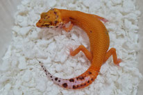 Blood RADAR - Bell Albino Eclipse Patternless Stripe cross. Blood