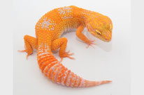 Copper adult von DC Geckos