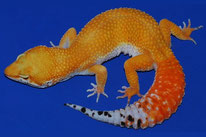 Tangerine Tornado (TT) (Linienzucht von Craig Stewart, The Urban Gecko)