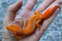 Red Diamond von Lucas Geckos