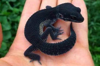 Black Night - Hyper Melanistic Linienzucht des Wildtyp