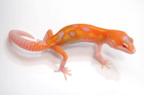 RAPTOR - Tangerine Tremper Albino Eclipse Patternless Stripe