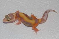 Firewater - SHT (aus Linie von HOT Gecko) Rainwater Albino