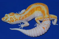 White & Yellow Tremper Albino - Alle 3 Albino Linien möglich (Bild: Fire Albino)