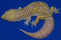 Bell Albino
