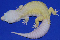 Mack Snow Murphy Patternless Albino