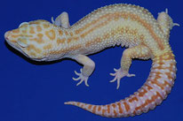 Mack Snow RAPTOR - MS Tremper Albino Eclipse Patternless Stripe