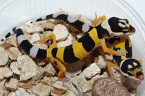 Afghan Tangerine (Ultimate Geckos) - Linienzucht mit Eublepharis m. afghanicus