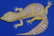 Tremper Albino (Steve Sykes)