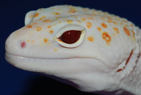 Full Eclipse (Tremper Albino)