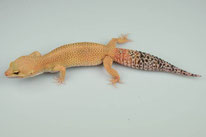 HOT Gecko Tangerine