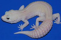 Mack Super Snow Rainwater Albino