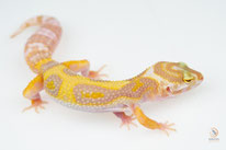 Cinnamon - Tremper Albino