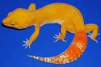 Tremper Sunglow (Steve Sykes)